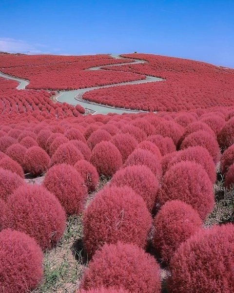   Hitachi Seaside Park  . - 2