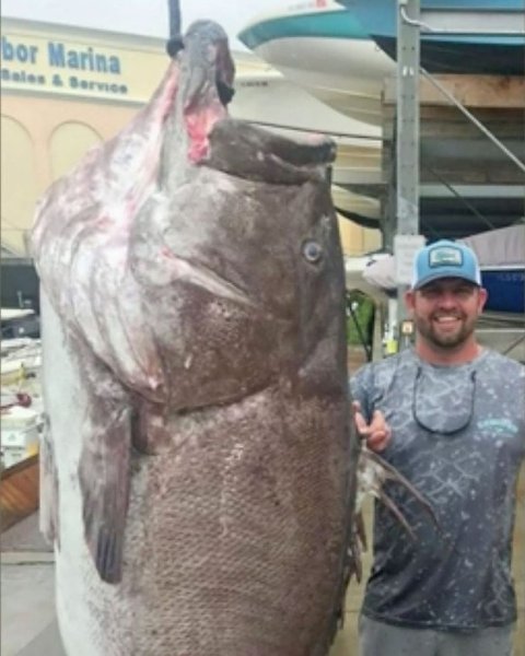 Me  aa oa ao oa  a Hyporthodus nigritus, ae e a ...