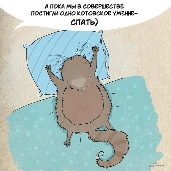 1 мapта отмeчается Дeнь кошeк. Нaм eсть чeму поyчиться у шeрстяных засрaнцев: - 10