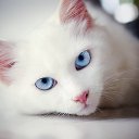 ���� �����, �������, 46 ��� - ��������� 23 ������ 2020 � ������ ���� ����������