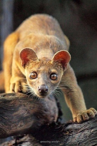 ae a occ - oapoaee e eoae ocpoa aaacap. - 3