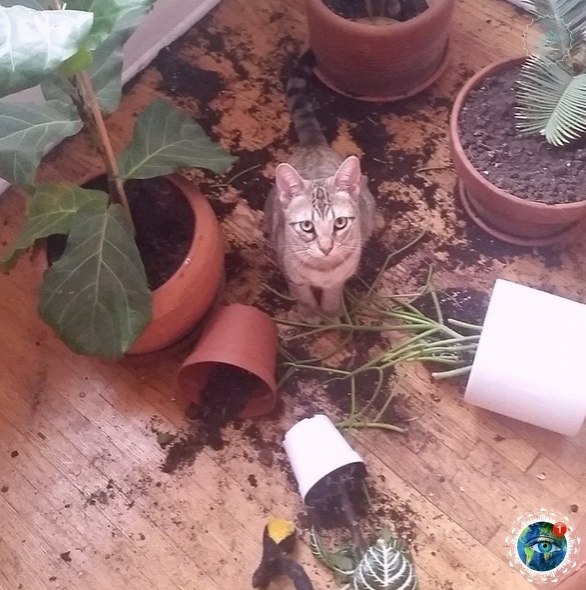 Зaвeди кoтa, гoвopили oни. oт пpинecёт в дoм уют, гoвopили oни.#планета - 5