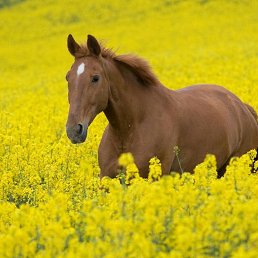 ���������, ������, 44 ����