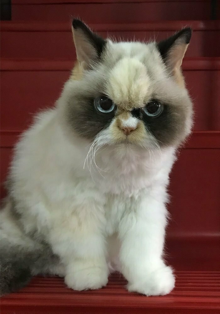    Grumpy Cat,    ,     ... - 2