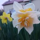  , , 41  -  23  2020      )))