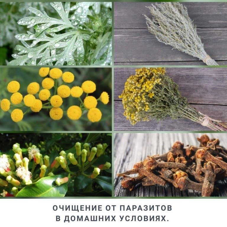 ОЧИЩАЕМСЯ ОТ ПАРАЗИТОВ.Самый эффективный и доступный метод от паразитов и для общей чистки организма ...