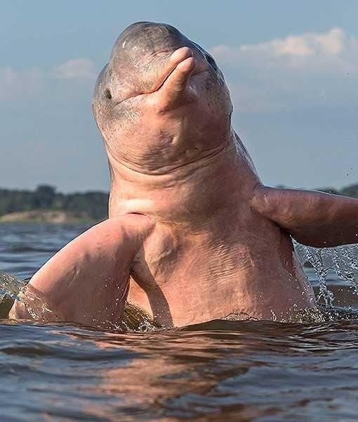 oo    Ao -  o.? ! o  o  o ...