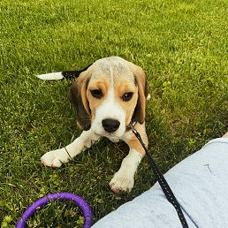 ������, ������, 26 ���