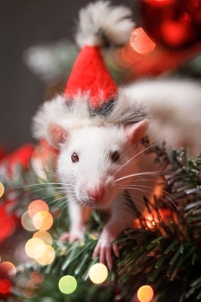 2020 o - o o o kk  k o  o kk kk   k! ... - 6