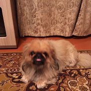 ���������, 46 ���, ����������