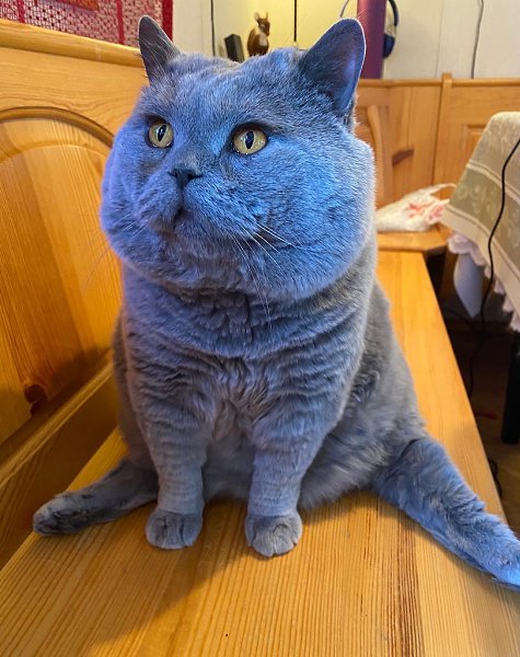         ? )))
