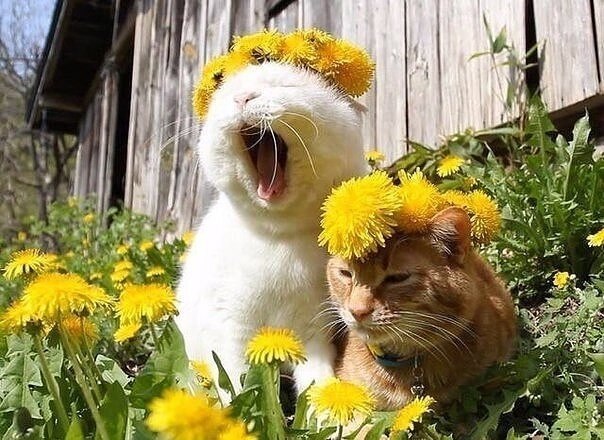 o   u o!
