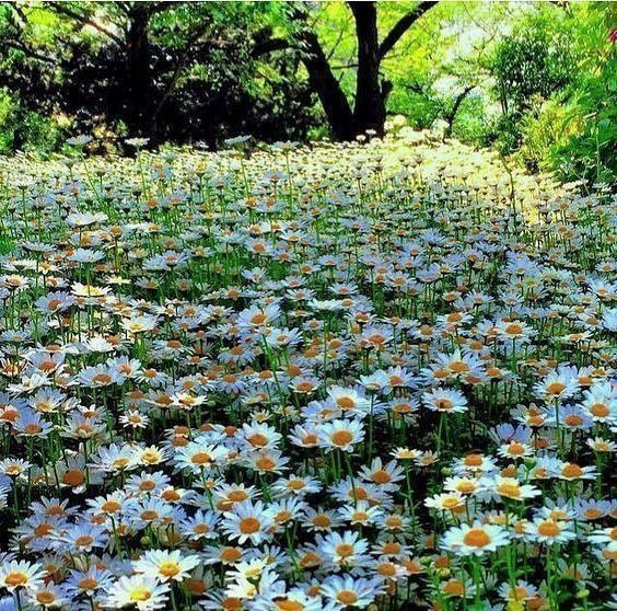 Как соткан дождь из капелек воды... Так счастье соткано из крохотных мгновений... ...