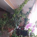 ���� �����, ��������� - ��������� 3 ������ 2020 � ������ �������