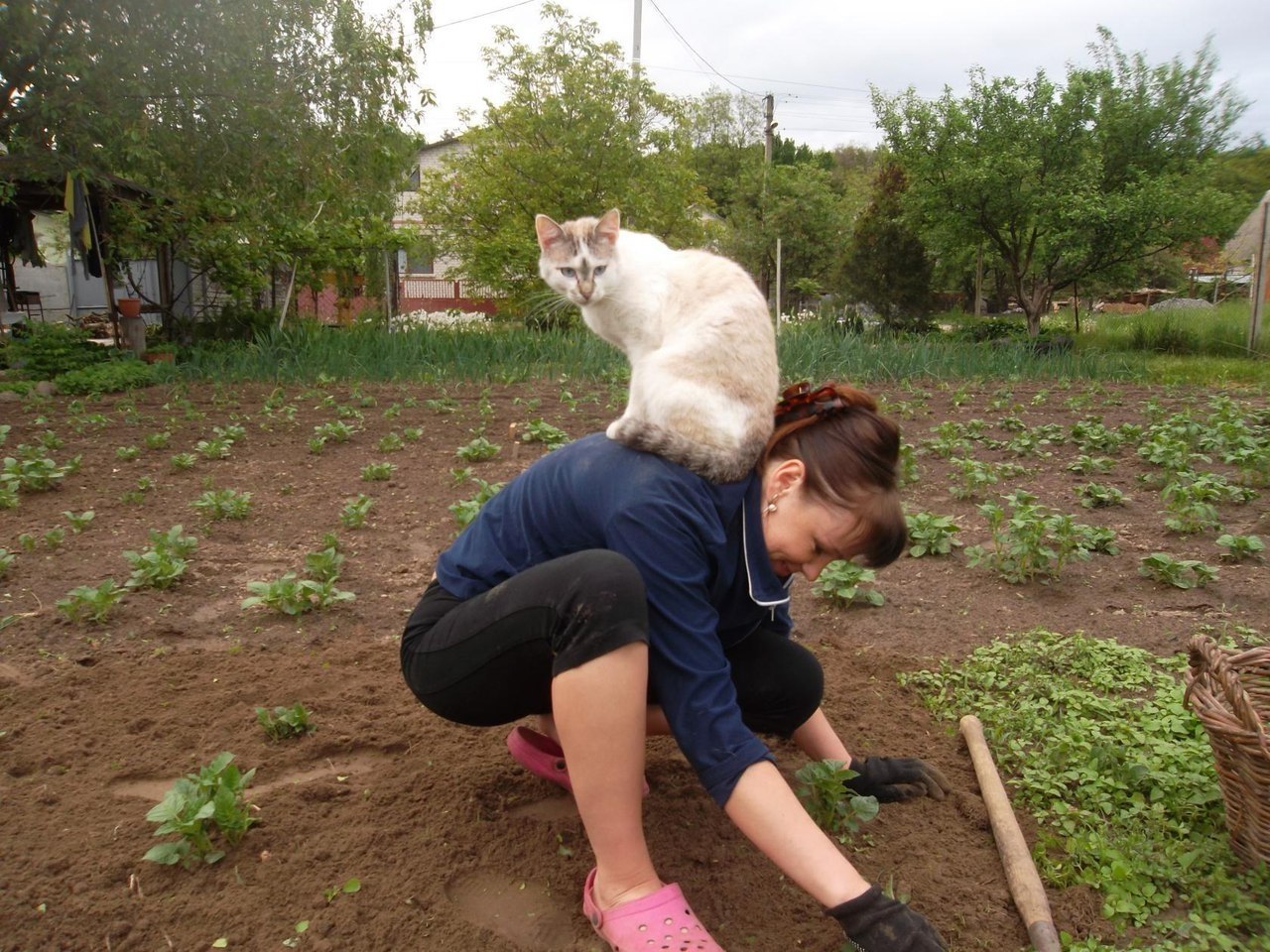 Переехала жить на дачу. Кошка в огороде. Коты на даче. Котик на грядке. Смешной кот на даче.