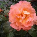 ..   ..   ..!))   ...   ...