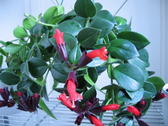 . (Aeschynanthus)   (Gesneriaceae)   ...