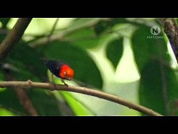 ����� ������� (Stive Morgan - Back In The Past)