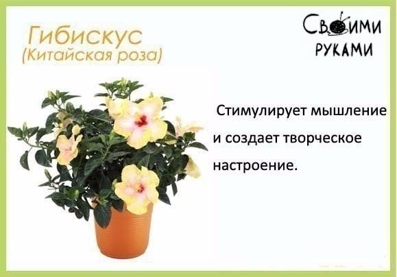 Комнатные растения и их польза для человека