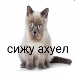 Olesya, �����