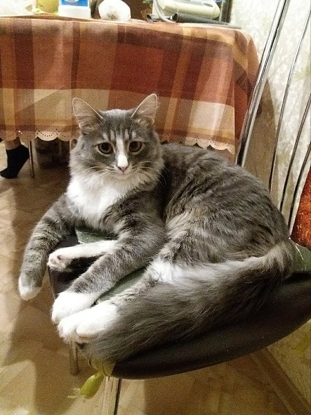#Безкота_добро.Забрали перед Новым годом по объявлению, жил в подвале, веки были срощены, глазки ... - 2