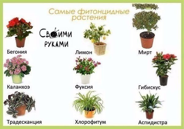 Комнатные растения и их польза для человека - 7