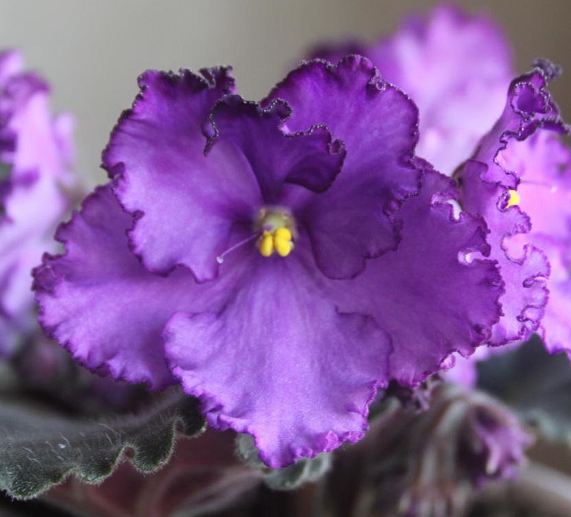   60.  ++. 1.Optimara Neverfloris (R.Holtkamp) 2.  ... - 2