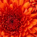 ���� ����, ������, 37 ��� - ��������� 19 ��� 2020 � ������ ���� ����������