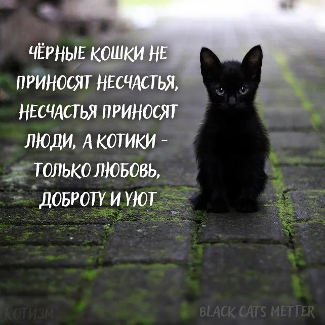 Black cats metter - 5