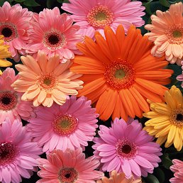 ���� Tatiana, ���� - ��������� 15 ������ 2020