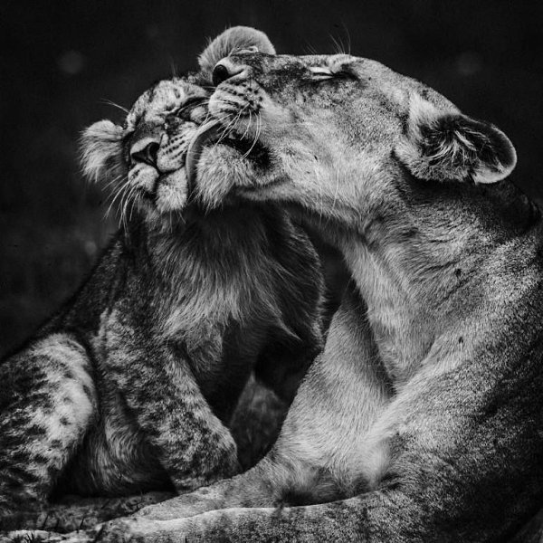  Laurent Baheux