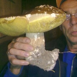 �������� �����������, ������, 65 ���