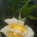 ���� ~~Iren~~, ���� - ��������� 21 ���� 2020 � ������ ������ ��������