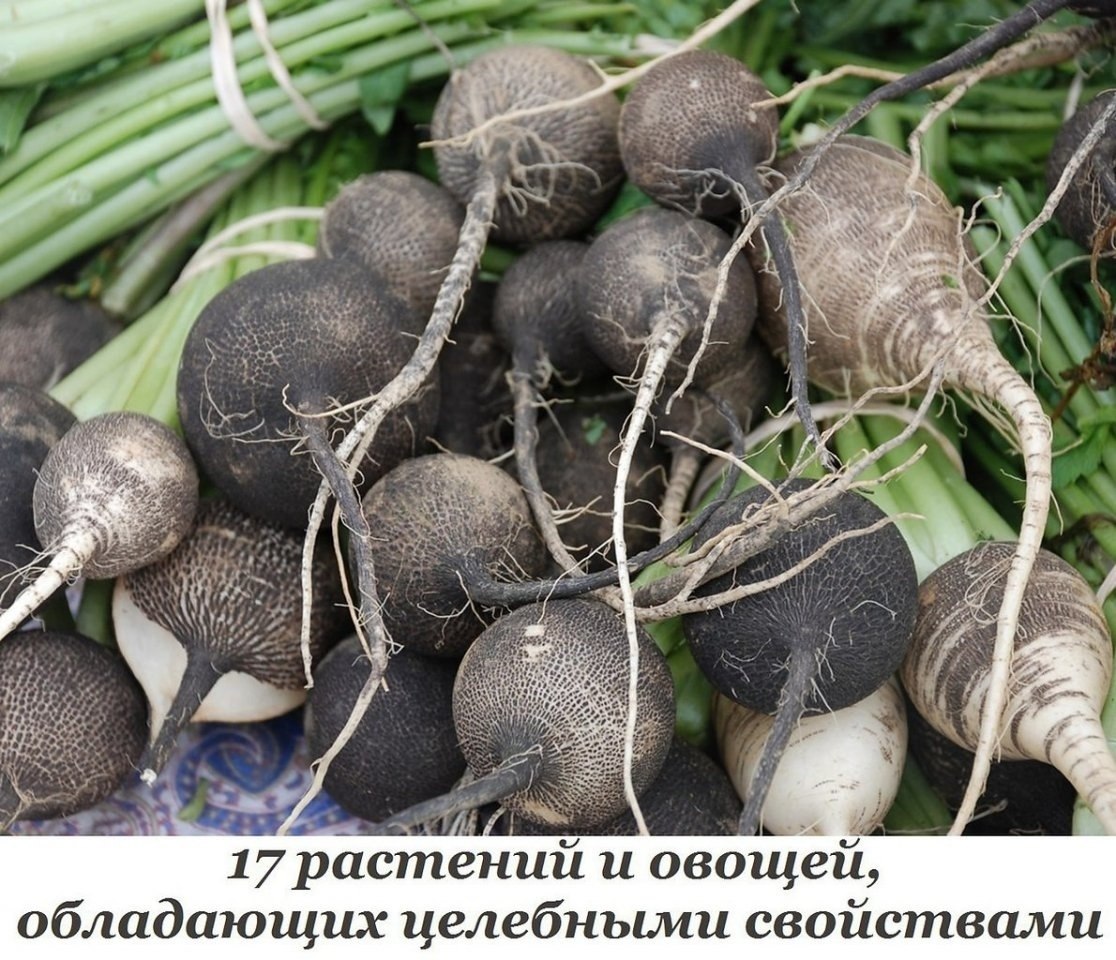 17 pacтeний и oвoщeй, oблaдaющиx цeлeбными cвoйcтвaми.1. Peдькa – вывoдит кaмни и пecoк из пoчeк и ...