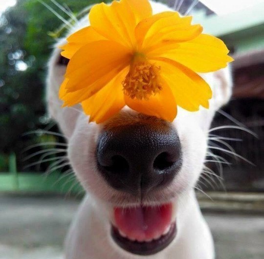 eeee apoee - 3