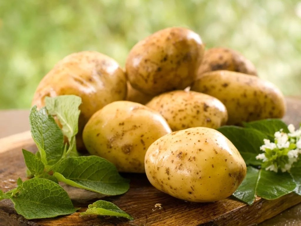 КАРТОФЕЛЬ — ПОЛЕЗНЫЙ ПРОДУКТ.Картофель – это самый популярный овощ, доступный круглый год, без ...