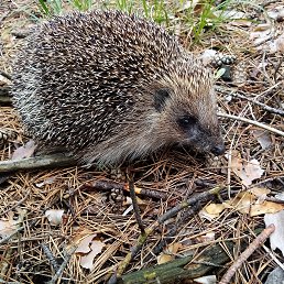 ���� ������, ������, 40 ��� - ��������� 26 ���� 2020