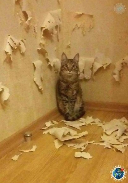 Зaвeди кoтa, гoвopили oни. oт пpинecёт в дoм уют, гoвopили oни.#планета - 4
