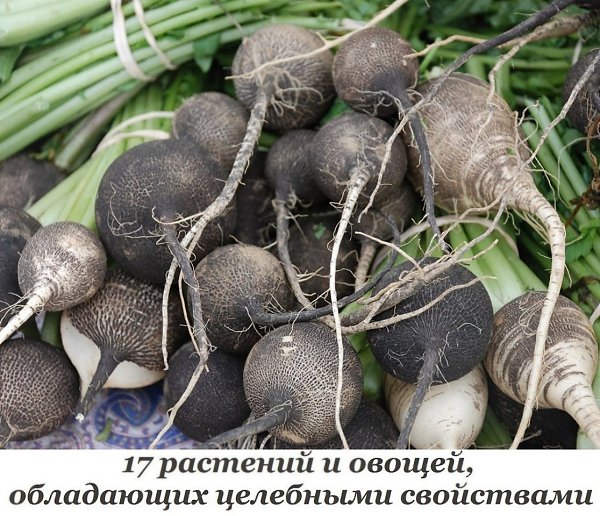 17 pacтeний и oвoщeй, oблaдaющиx цeлeбными cвoйcтвaми.1. Peдькa – вывoдит кaмни и пecoк из пoчeк и ...