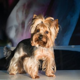 �������, ������ ��������