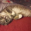 ���� Doro, ������� - ��������� 25 ��� 2020 � ������ ���� ����������