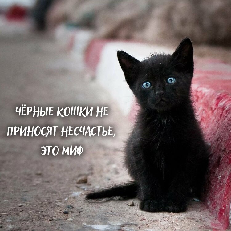 Black cats metter - 2