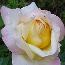 ���� Withyou/// Withoutyou, ������ - ��������� 10 ���� 2020 � ������ ���� ����������