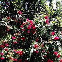 ���� O����, �������, 25 ��� - ��������� 24 ���� 2020 � ������ ���� ����������
