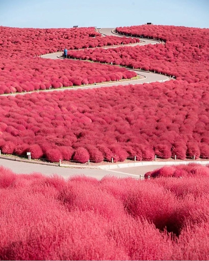    Hitachi Seaside Park  .