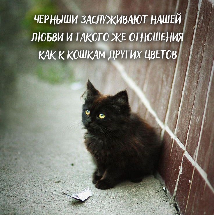 Black cats metter - 4