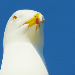 Seagull, , 22 