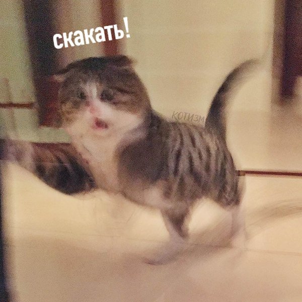 Кот в течение дня: *тихонечко спит, никого не трогает*.Кот в 4 часа утра: - 2