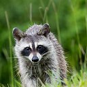 ���� ������, �����, 43 ���� - ��������� 21 ����� 2020