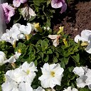  ,  -  3  2020     2020